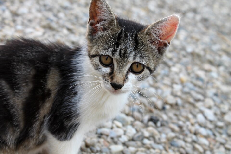 Head kitten cat's eyes