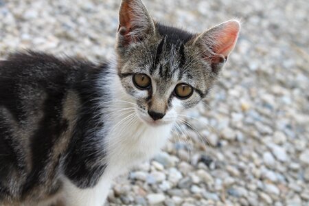 Head kitten cat's eyes