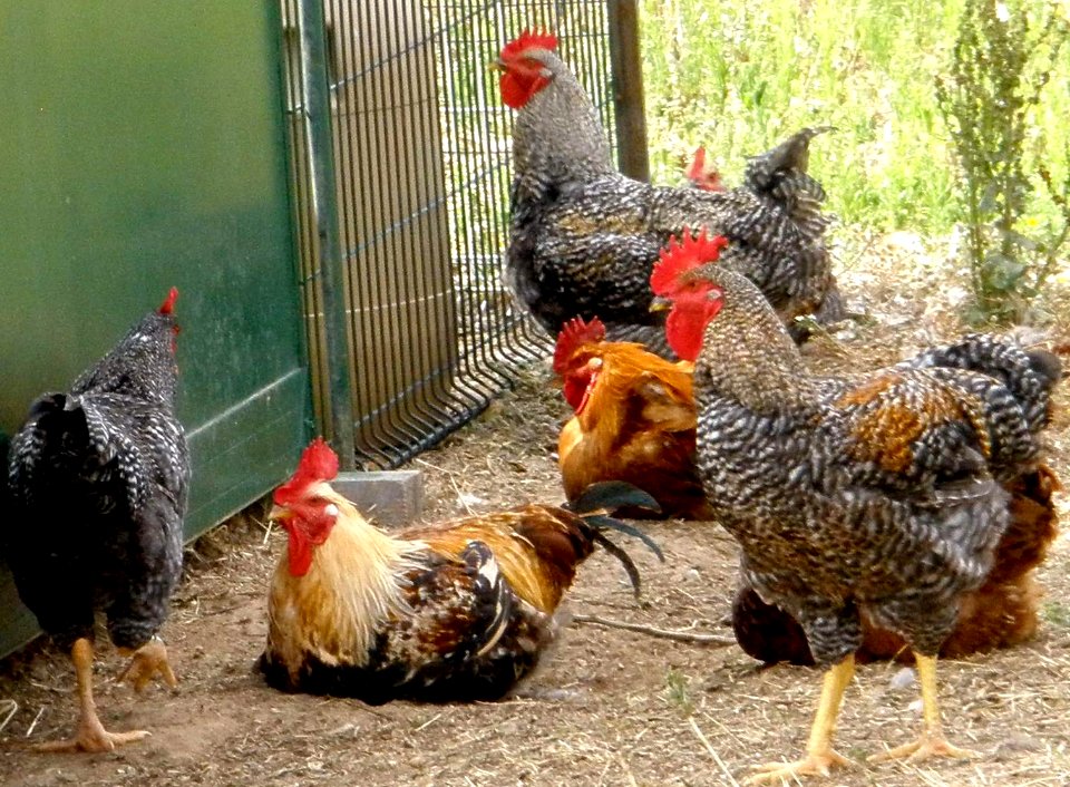 Prádanos del Tozo - Los pollos de Valen 2