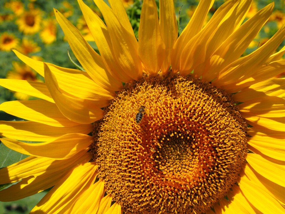 Bloom nectar inflorescence