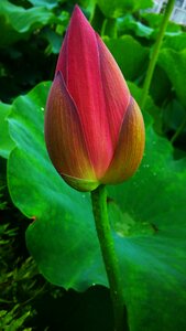 Mobile phone photography summer lotus