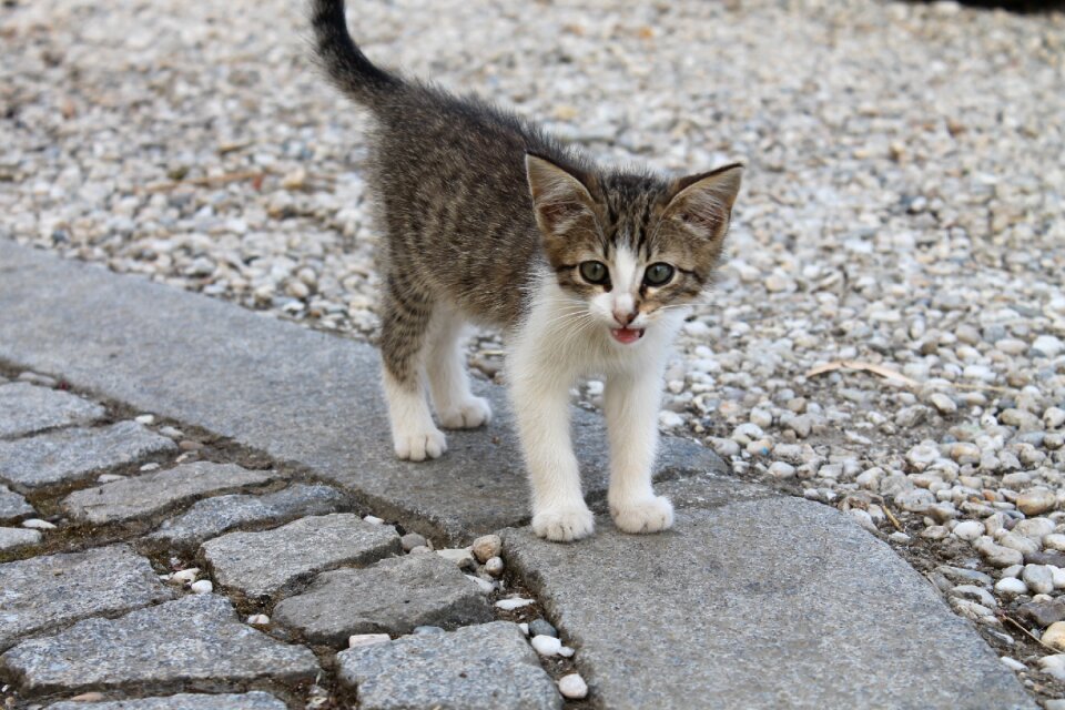 Mackerel tiger cat moustache