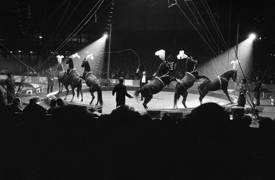 Premier Barnum en Bailey te Rotterdam, overzicht van het paardennummer onder lei, Bestanddeelnr 915-9983