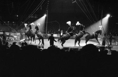 Premier Barnum en Bailey te Rotterdam, overzicht van het paardennummer onder lei, Bestanddeelnr 915-9983