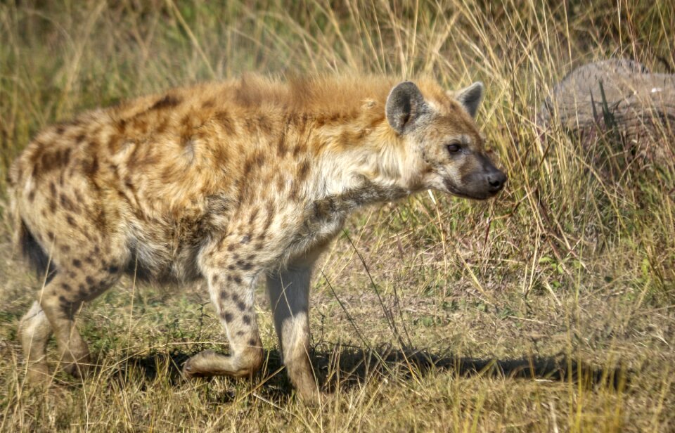 Predator nature wildlife