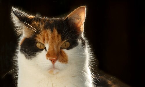 Portrait curious pet
