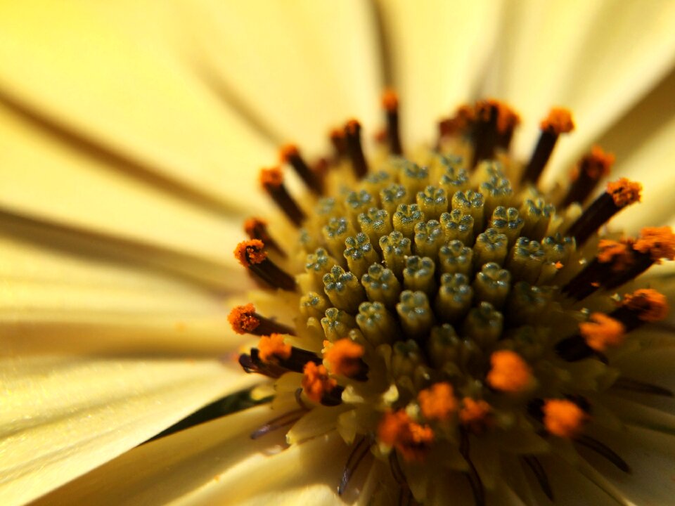 Flora nature green