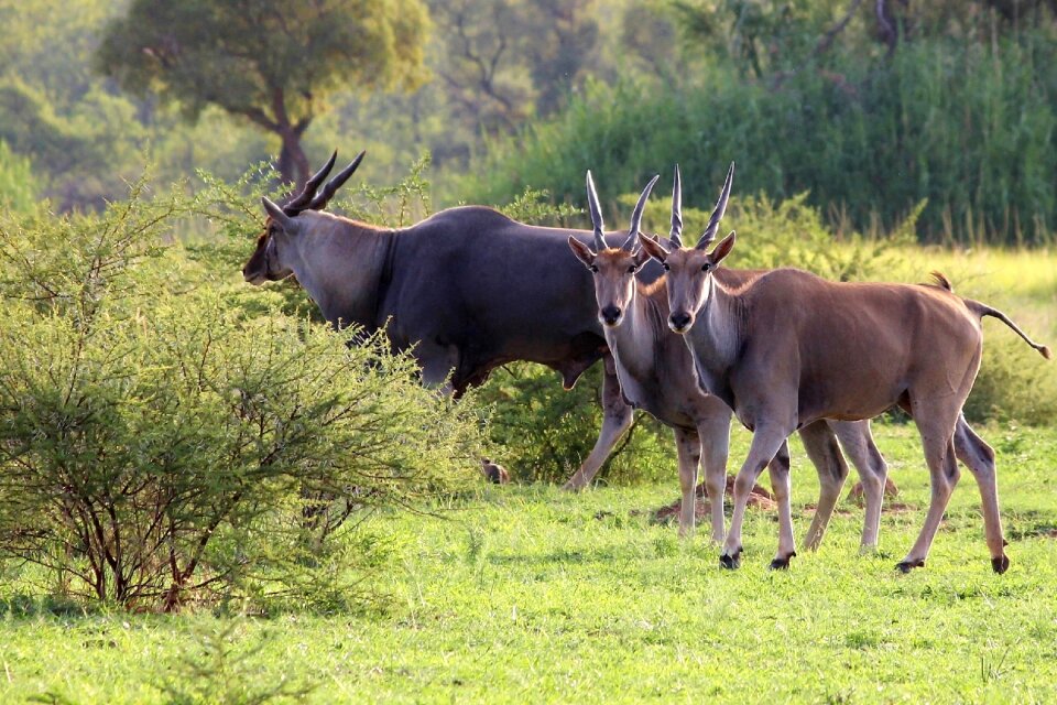 Three wildlife animal
