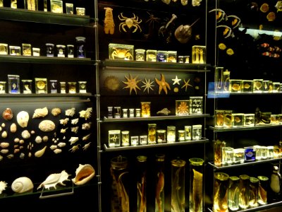 Preserved specimens - Finnish Museum of Natural History - DSC04699