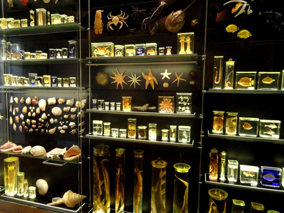 Preserved specimens - Finnish Museum of Natural History - DSC04668