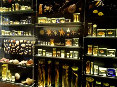 Preserved specimens - Finnish Museum of Natural History - DSC04668