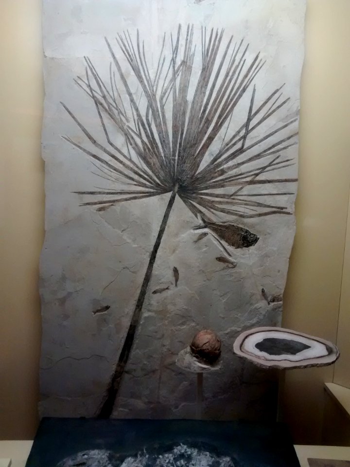 Prähistorische Palme und Fisch (Fossil)