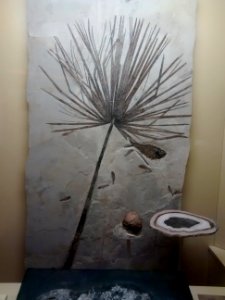 Prähistorische Palme und Fisch (Fossil)