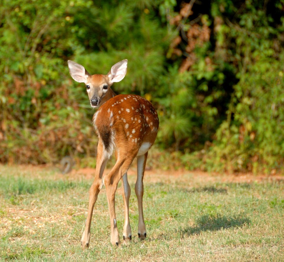 Young white-tailed nature photo