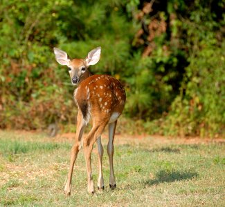 Young white-tailed nature photo