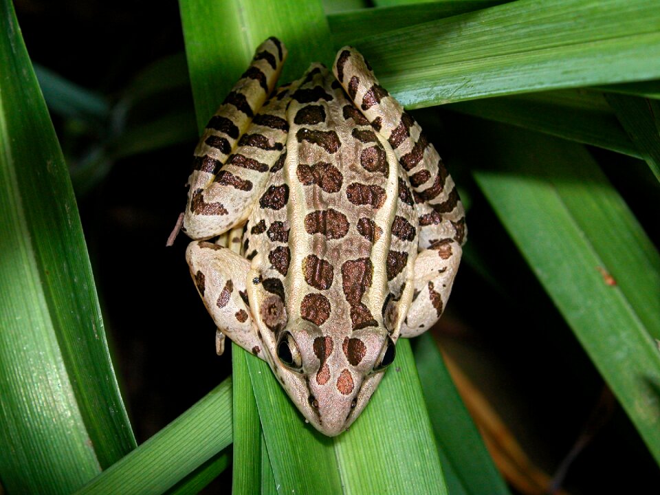 Animal nature garden