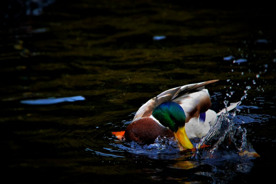 Water wildlife bird
