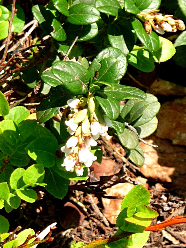 Preiselbeere Lindberg
