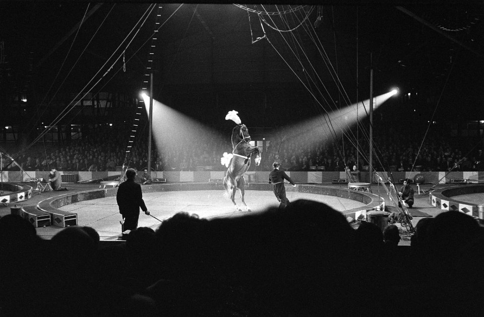 Premier Barnum en Bailey te Rotterdam, overzicht van het paardennummer onder lei, Bestanddeelnr 915-9984