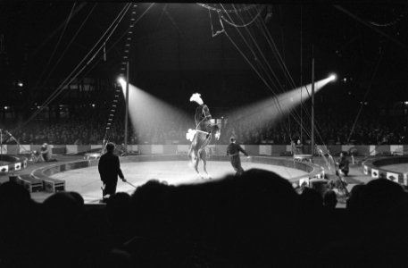 Premier Barnum en Bailey te Rotterdam, overzicht van het paardennummer onder lei, Bestanddeelnr 915-9984