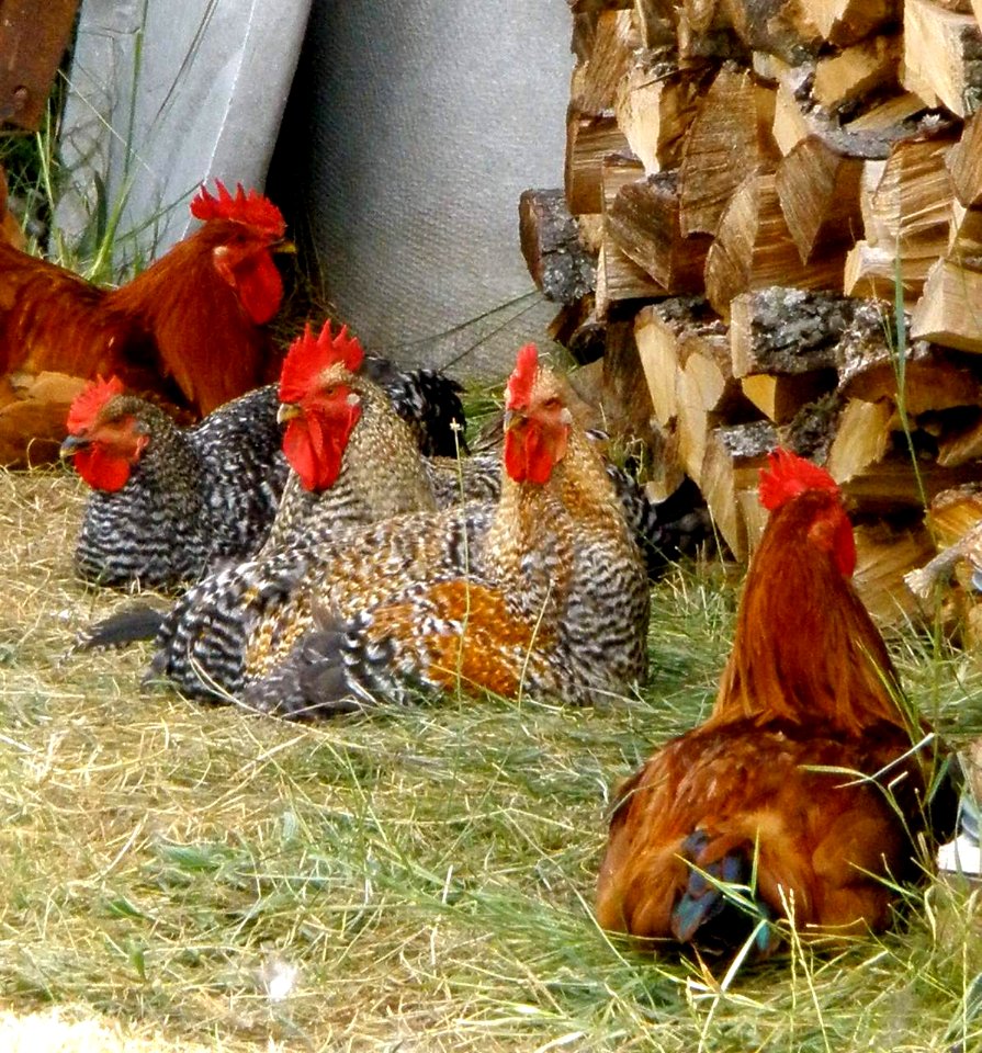 Prádanos del Tozo - Los pollos de Valen 1
