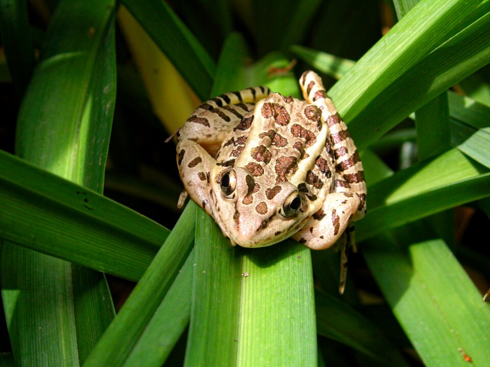 Animal nature garden