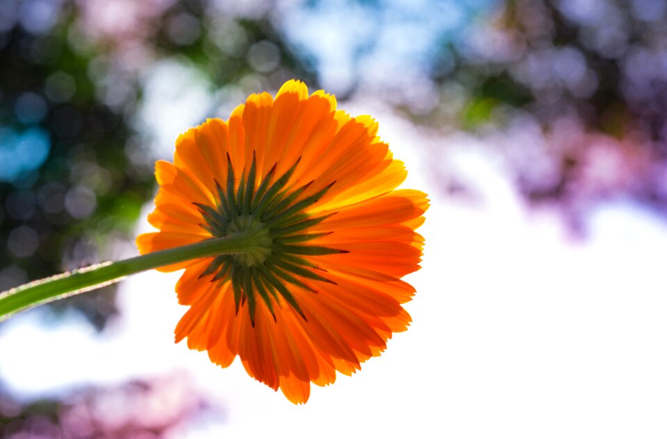 Marigold garden summer