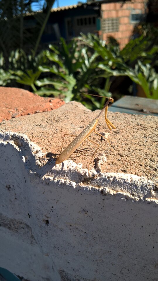 Arthropod bicho-pau insect