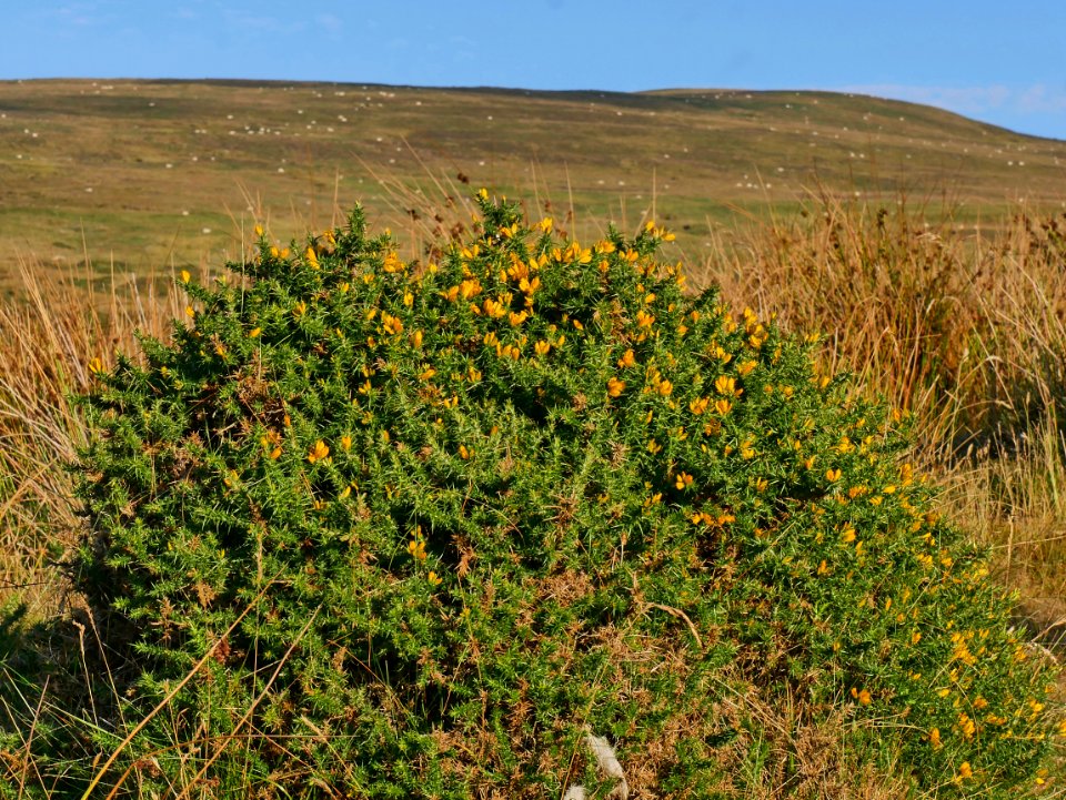 Preseli Hills H3a