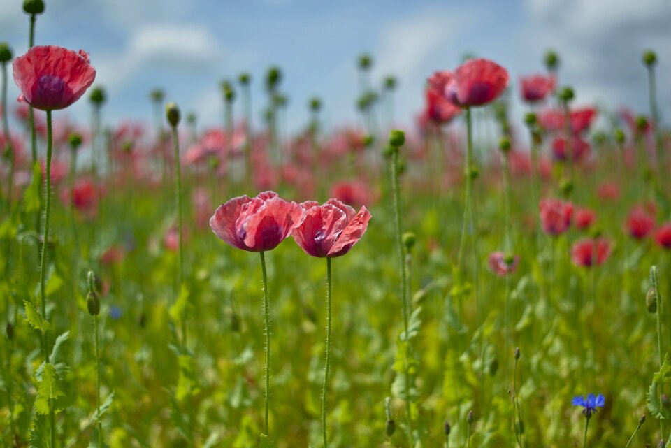 Nature flower blossom