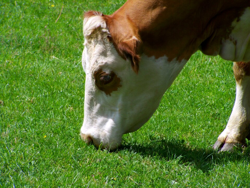 Cow portrait browse brown and white cattle