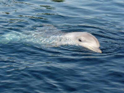 Dolphin water dolphinarium