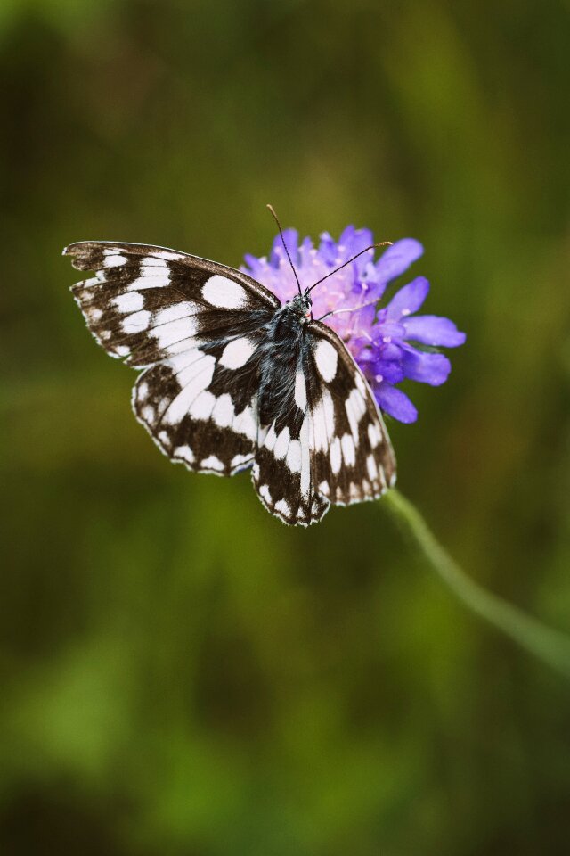 Edelfalter nature summer