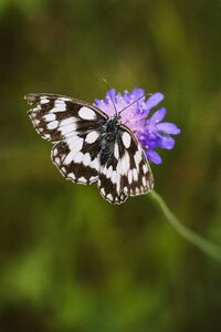 Edelfalter nature summer