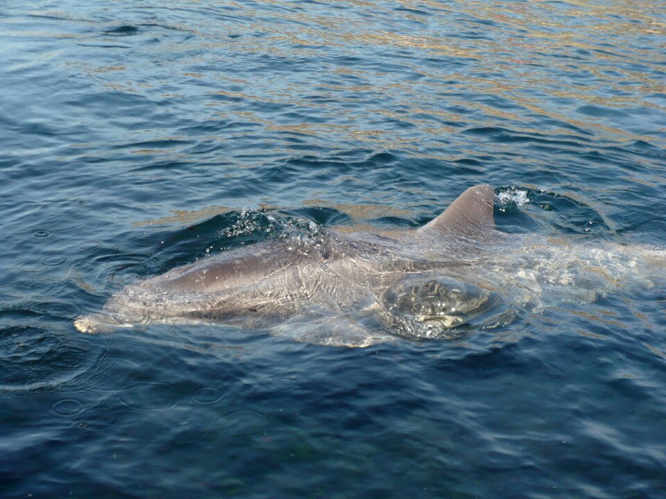Dolphinarium tourism dolphin