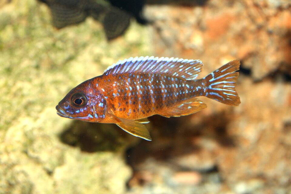 Malawi cichlidae cichlids