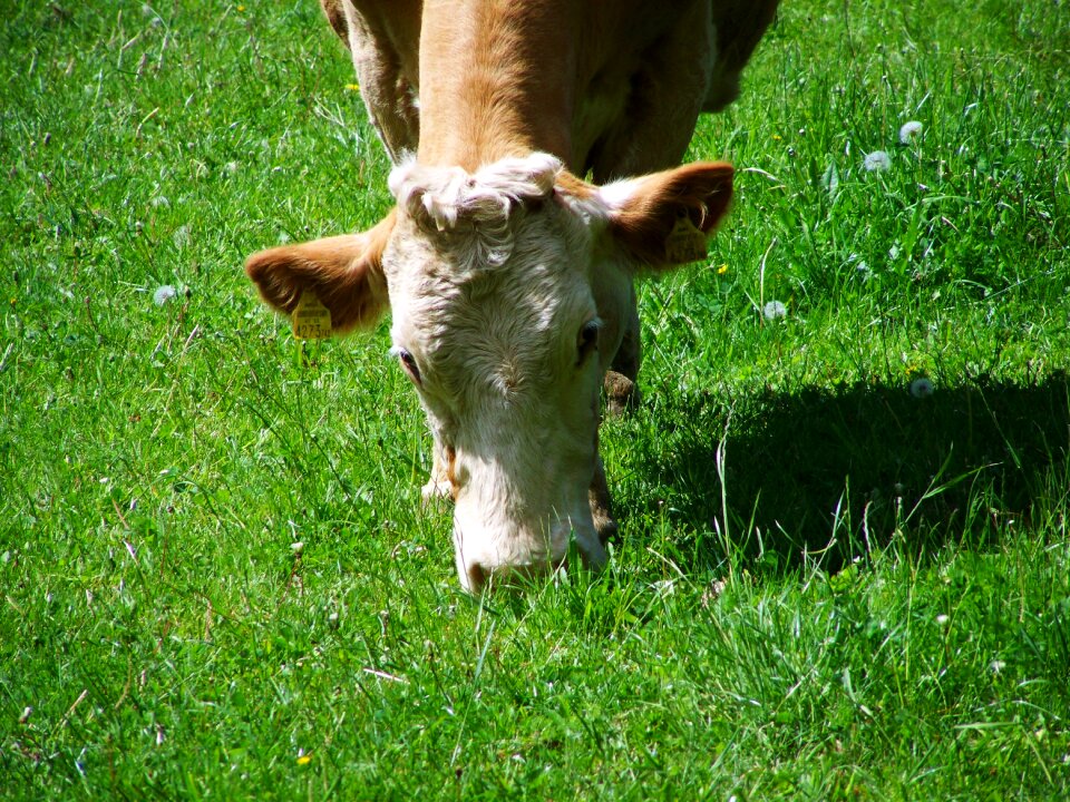Cow portrait browse brown and white cattle