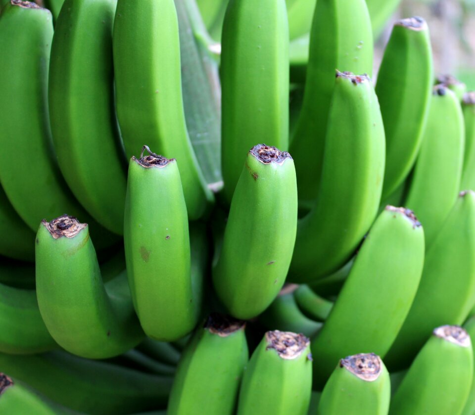 Fruit fruits vitamins