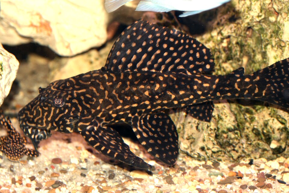 Malawi cichlidae cichlids