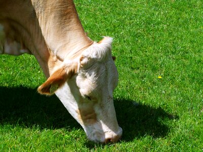 Cow portrait browse cattle