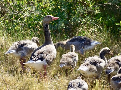 Family chicks goslings photo