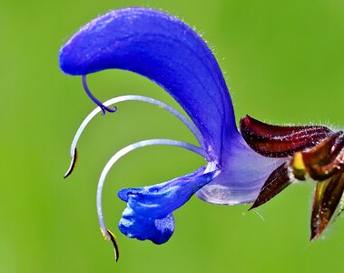 Wild sage salvia macro
