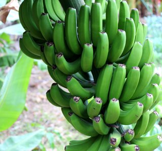 Fruit fruits vitamins