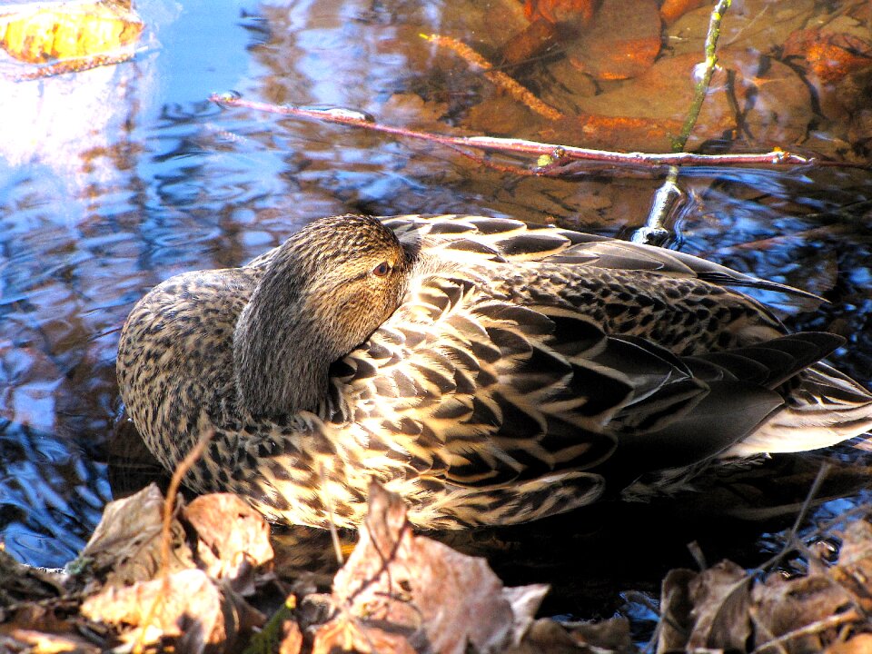 Bird water relaxation