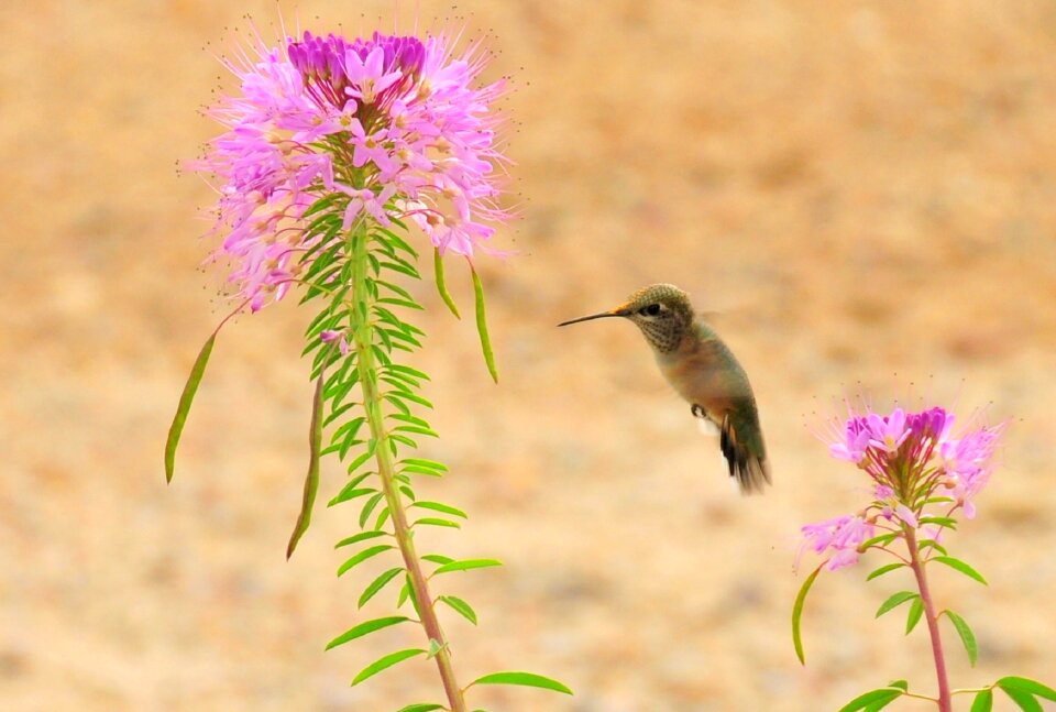 Feeding nectar flower