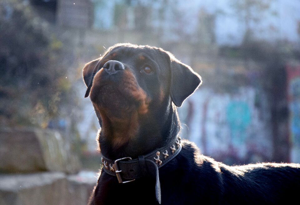 Winter fog rotweiler