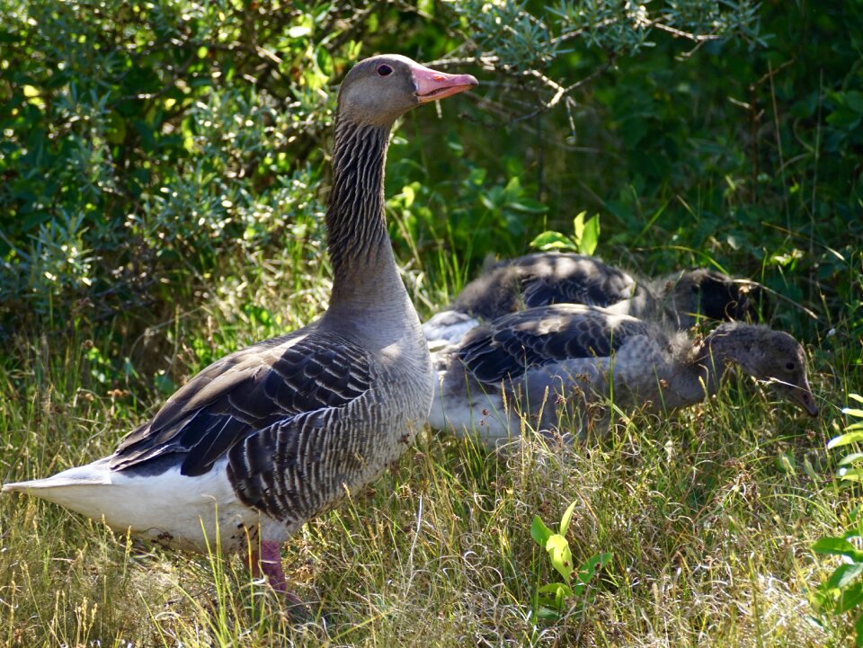 Goose chicks goose family chicks