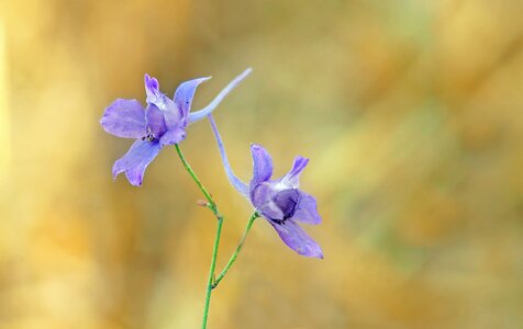 Rain field violet blossom