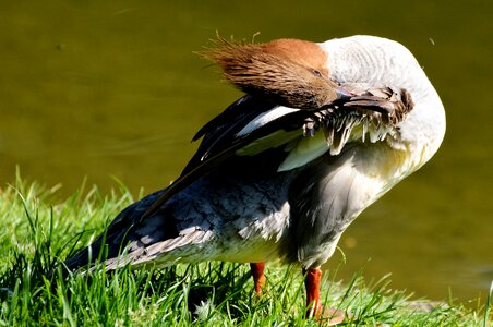 Bird poultry animal photo