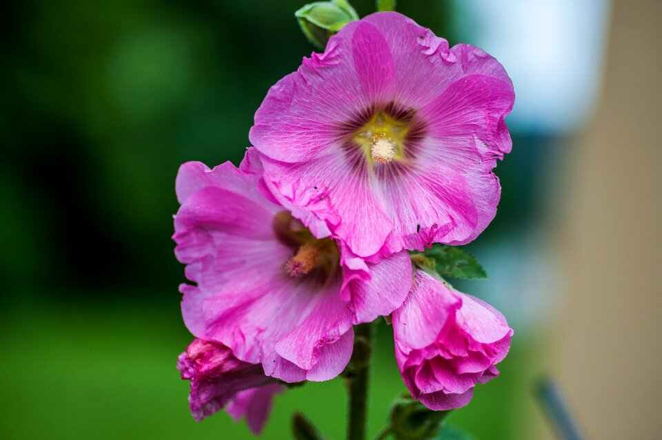 Nature mallow summer